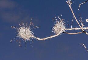 Flowering bushes of the epiphytic plant of Tillandsia on a tree branch, Texas, USA photo