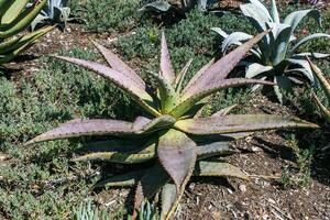 Succulents Aloe in a flower bed on Catalina Island in the Pacific Ocean, California photo