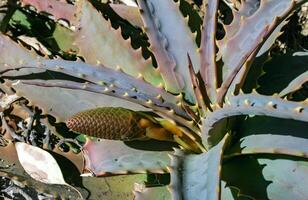 Young inflorescence of a succulent Aloe plant in a flowerbed in Avalon on Catalina Island in the Pacific Ocean, California photo