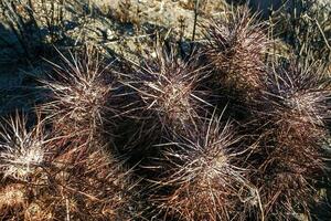 Strawberry hedgehog cactus Echinocereus engelmannii - a group of spiny cacti with long spines in a desert rock landscape of Joshua Tree NP, California photo