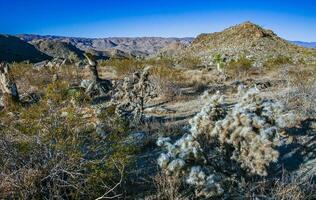 Cylindropuntia bigelovii - cactus shape with long silvery spines with rock desert near Joshua Tree NP photo