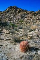 Desert barrel cactus Ferocactus cylindraceus - a cactus with red spines growing in a rock crack in the desert in Joshua Tree National Park, California photo