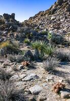 Yucca and Strawberry hedgehog cactus Echinocereus engelmannii - a group of spiny cacti with long spines in a desert rock landscape photo
