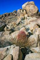 Desert barrel cactus Ferocactus cylindraceus - a cactus with red spines growing in a rock crack in the desert in Joshua Tree National Park, California photo