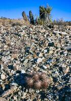 Strawberry hedgehog cactus Echinocereus engelmannii - a group of spiny cacti with long spines in a desert rock landscape of Joshua Tree NP, California photo