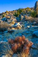 Strawberry hedgehog cactus Echinocereus engelmannii - a group of spiny cacti with long spines in a desert rock landscape of Joshua Tree NP, California photo