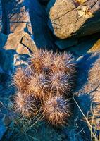 Strawberry hedgehog cactus Echinocereus engelmannii - a group of spiny cacti with long spines in a desert rock landscape of Joshua Tree NP, California photo