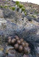 Strawberry hedgehog cactus Echinocereus engelmannii - a group of spiny cacti with long brown spines in Joshua Tree NP, California photo
