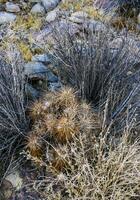 Strawberry hedgehog cactus Echinocereus engelmannii - a group of spiny cacti with long brown spines in Joshua Tree NP, California photo