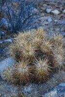 Strawberry hedgehog cactus Echinocereus engelmannii - a group of spiny cacti with long brown spines in Joshua Tree NP, California photo
