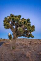 Joshua tree, yucca palm Yucca brevifolia - silhouette of a giant Yucca tree against the evening sky in Joshua Tree NP, California photo