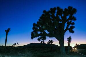 Joshua tree, yucca palm Yucca brevifolia - silhouette of a giant Yucca tree against the evening sky in Joshua Tree NP, California photo