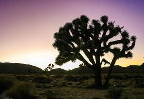 Joshua tree, yucca palm Yucca brevifolia - silhouette of a giant Yucca tree against the evening sky in Joshua Tree NP, California photo