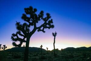 Joshua tree, yucca palm Yucca brevifolia - silhouette of a giant Yucca tree against the evening sky in Joshua Tree NP, California photo
