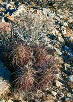 Strawberry hedgehog cactus Echinocereus engelmannii - a group of spiny cacti with long brown spines in Joshua Tree NP, California photo