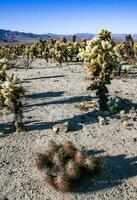 Cylindropuntia bigelovii and Strawberry hedgehog cactus Echinocereus engelmannii - a group of spiny cacti with long brown spines in Joshua Tree NP, California photo