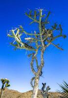 Branched pencil cholla Cylindropuntia ramosissima - segmented stem of a cactus with long spines in a rock desert near Joshua Tree NP, California photo