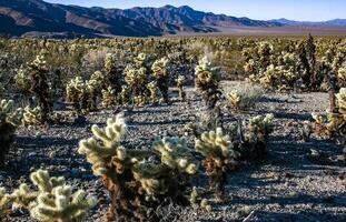 Teddy-bear cholla Cylindropuntia bigelovii - desert landscape, large thickets of prickly pear cactus with tenacious yellowish spines in Joshua Tree NP, California photo
