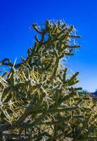 Branched pencil cholla Cylindropuntia ramosissima - segmented stem of a cactus with long spines in a rock desert near Joshua Tree NP, California photo
