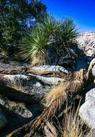 Trunk of a dry dead tree among the rocks in the rock desert in Joshua Tree National Park, California photo