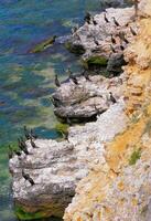 The great cormorant Phalacrocorax carbo, birds rest on rocks covered with white droppings on the Black Sea coast, Krimea photo