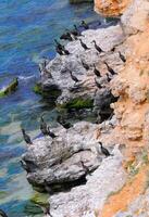 The great cormorant Phalacrocorax carbo, birds rest on rocks covered with white droppings on the Black Sea coast, Krimea photo