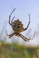 Huge spider Argiope lobata, Araneidae on a web, Krimea photo
