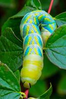 The African death's-head hawkmoth Acherontia atropos, A nocturnal butterfly caterpillar crawls on the red stem of a plant photo
