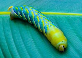 The African death's-head hawkmoth Acherontia atropos, A butterfly caterpillar crawls on a green leaf photo