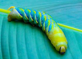 The African death's-head hawkmoth Acherontia atropos, A butterfly caterpillar crawls on a green leaf photo