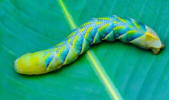 The African death's-head hawkmoth Acherontia atropos, A butterfly caterpillar crawls on a green leaf photo