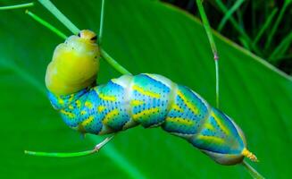 The African death's-head hawkmoth Acherontia atropos, A yellow-green nightfly caterpillar crawling through green plants photo