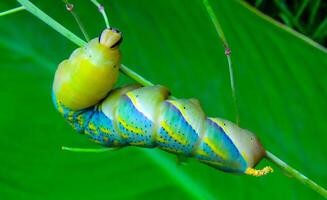 The African death's-head hawkmoth Acherontia atropos, A yellow-green nightfly caterpillar crawling through green plants photo