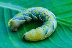 The African death's-head hawkmoth Acherontia atropos, A butterfly caterpillar crawls on a green leaf photo