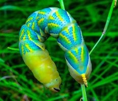 The African death's-head hawkmoth Acherontia atropos, A yellow-green nightfly caterpillar crawling through green plants photo