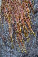 Aerial creeper roots hanging from a tree, Malta photo
