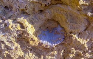 Fossil scallop shells from rocks on Gozo island, Malta photo