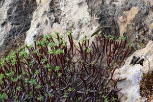 Euphorbia sp., poisonous succulent plant with succulent stem on erosional coastal cliffs of Gozo island, Malta photo