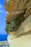 Wild succulent plants on the eroded rocks of the shore of Gozo island, Malta photo