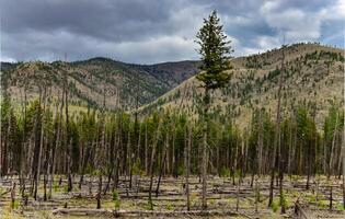 The coniferous forest is recovering after a fire. Burnt pine and spruce trunks against a cloudy sky in Montana photo