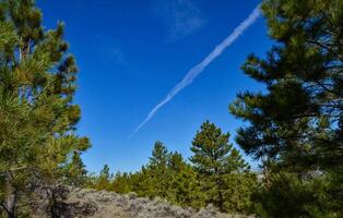 Green pine trees on the hills in a valley among the mountains in Montana photo
