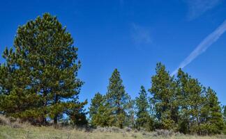 Green pine trees on the hills in a valley among the mountains in Montana photo