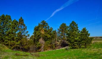 Green pine trees on the hills in a valley among the mountains in Montana photo