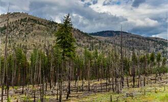 The coniferous forest is recovering after a fire. Burnt pine and spruce trunks against a cloudy sky in Montana photo