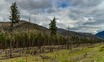 The coniferous forest is recovering after a fire. Burnt pine and spruce trunks against a cloudy sky in Montana photo