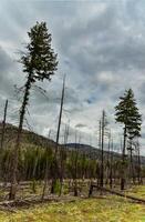 The coniferous forest is recovering after a fire. Burnt pine and spruce trunks against a cloudy sky in Montana photo
