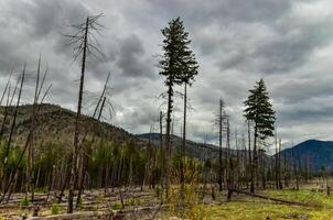 The coniferous forest is recovering after a fire. Burnt pine and spruce trunks against a cloudy sky in Montana photo