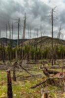 The coniferous forest is recovering after a fire. Burnt pine and spruce trunks against a cloudy sky in Montana photo