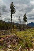 The coniferous forest is recovering after a fire. Burnt pine and spruce trunks against a cloudy sky in Montana photo