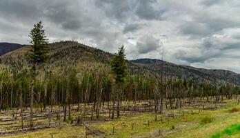 The coniferous forest is recovering after a fire. Burnt pine and spruce trunks against a cloudy sky in Montana photo